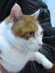 Ricky, rood/witte EK kater trekt zich de laatste tijd wat terug en wordt steeds dikker.Hij krijgt homeopathie Graphites 